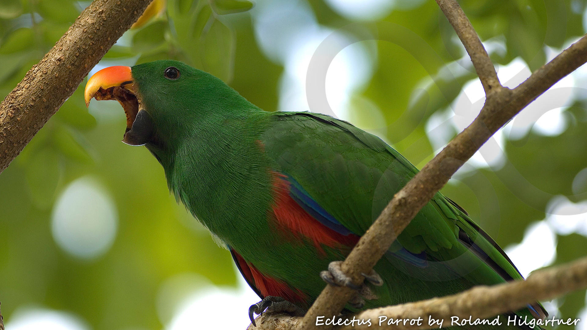 Papuan Eclectus Eclectus polychloros is widely distributed throughout the lowland forests of the New Guinea region. Copyright © Roland Hilgartner